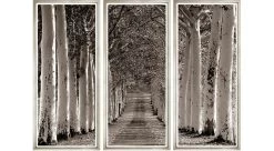 Avenue Of Trees - Triptych